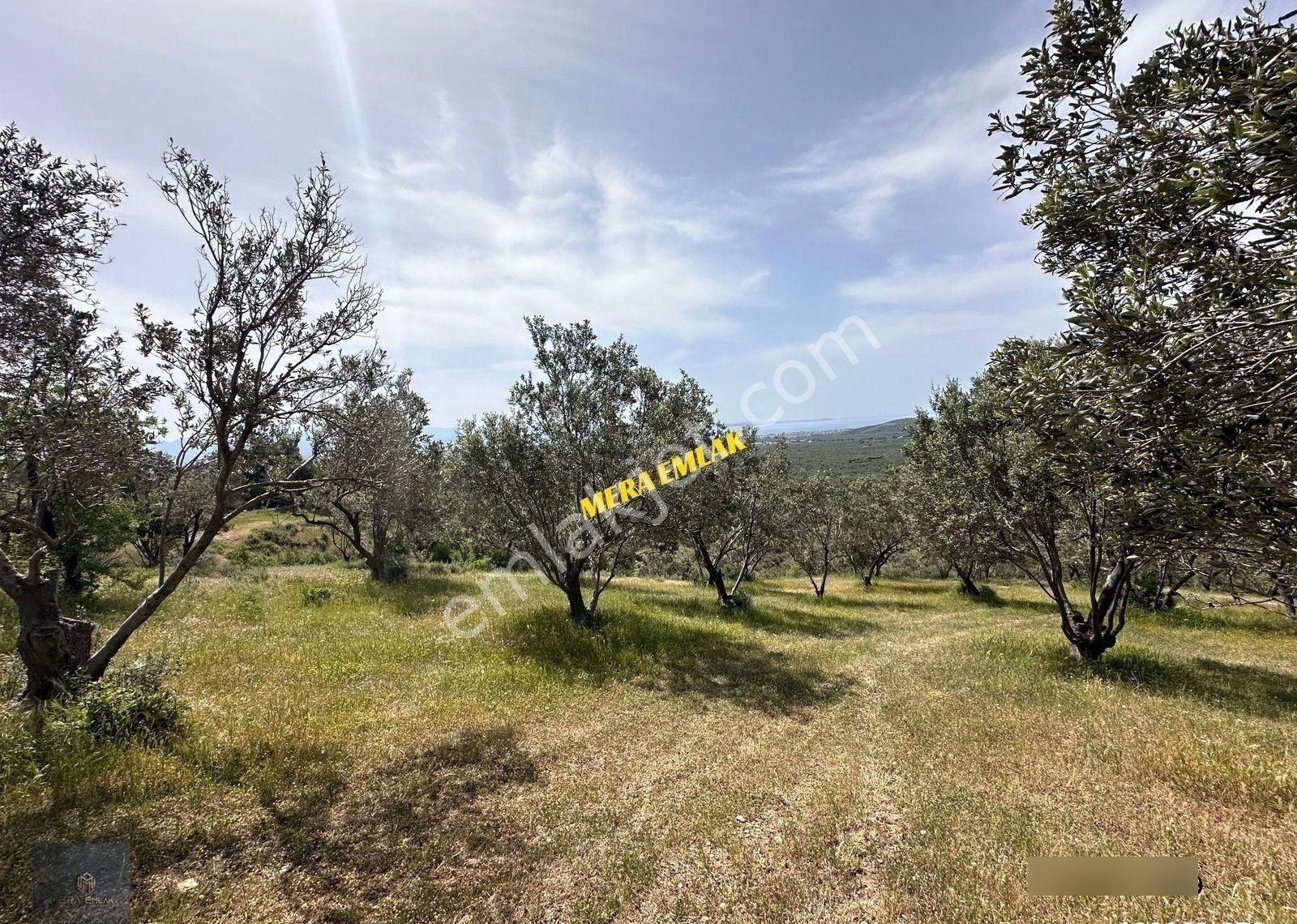 Mera Emlaktan Zeytinlide Panoramik Deniz Manz 10.000m2 Zeytinlik - Görsel 4