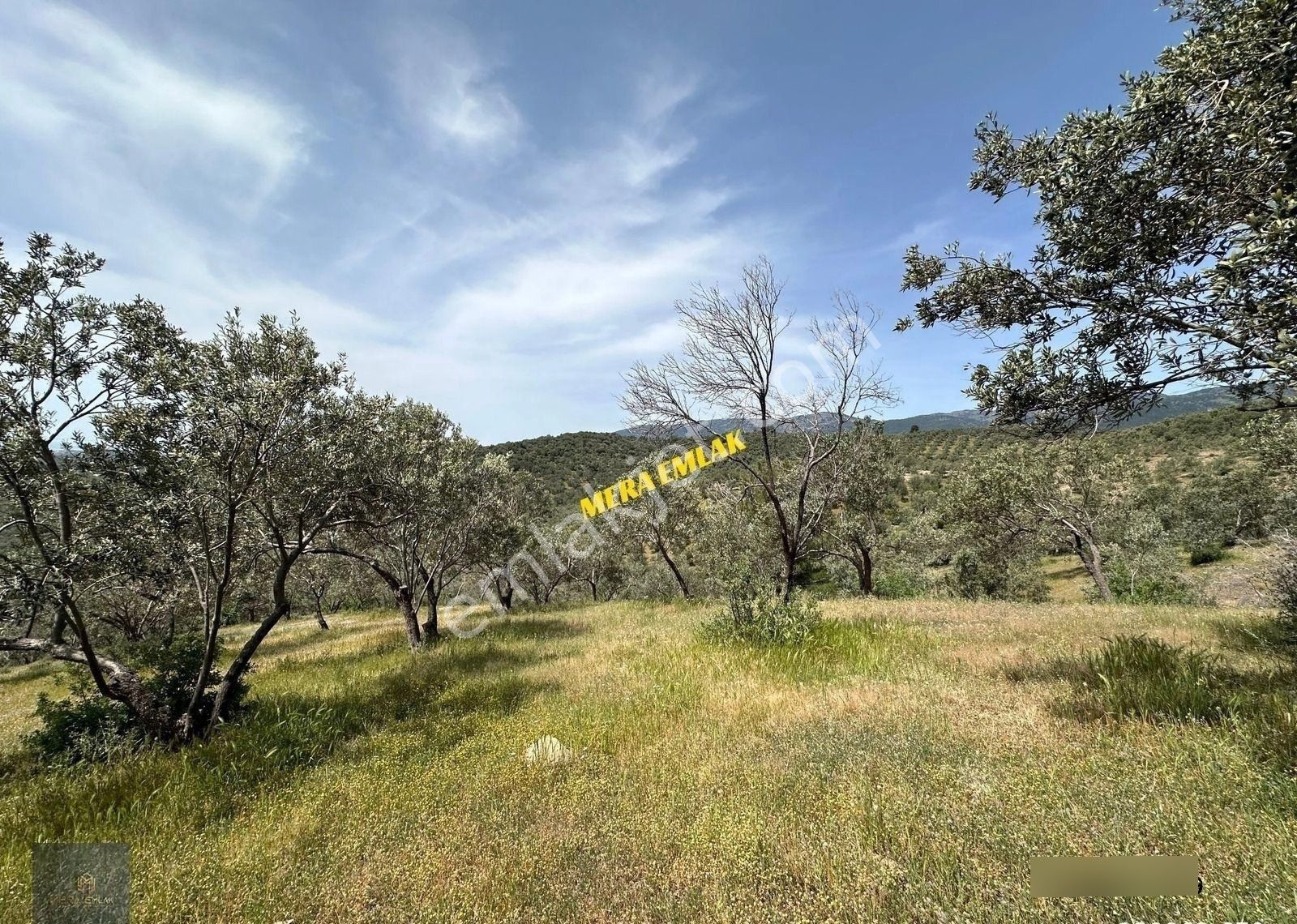 Mera Emlaktan Zeytinlide Panoramik Deniz Manz 10.000m2 Zeytinlik - Görsel 21