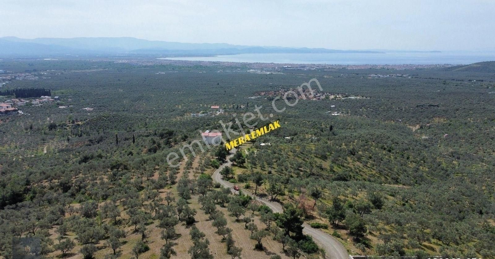 Mera Emlaktan Zeytinlide Panoramik Deniz Manz 10.000m2 Zeytinlik - Görsel 14