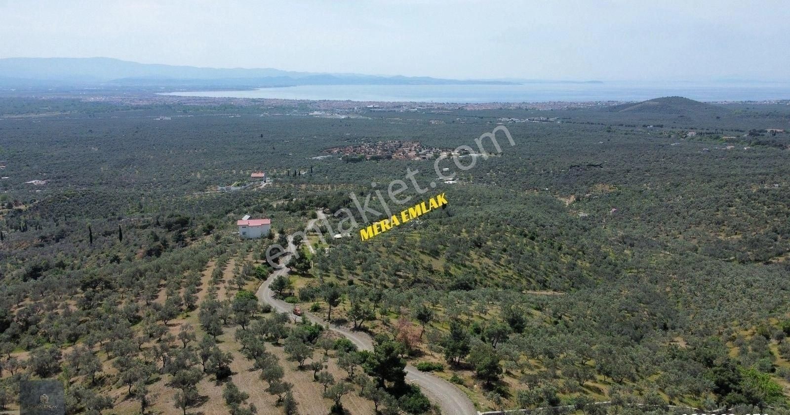 Mera Emlaktan Zeytinlide Panoramik Deniz Manz 10.000m2 Zeytinlik - Görsel 17