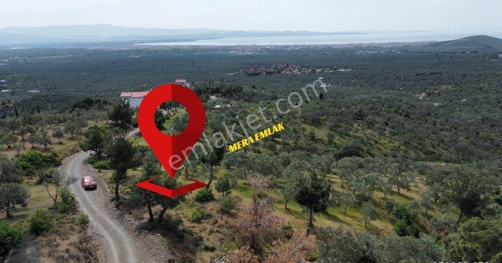 Mera Emlaktan Zeytinlide Panoramik Deniz Manz 10.000m2 Zeytinlik - Görsel 7