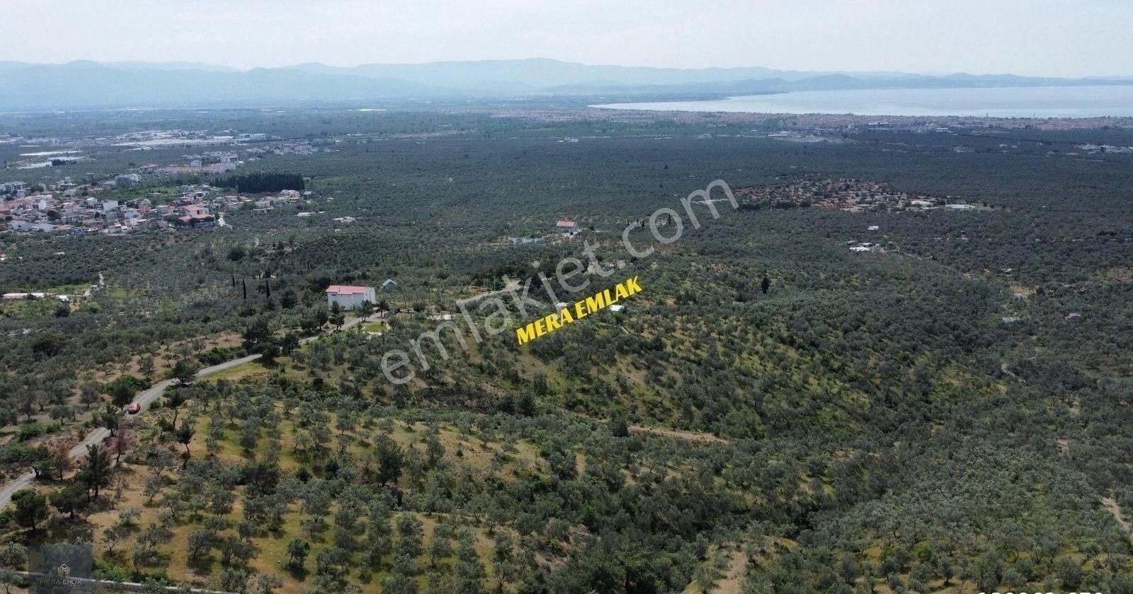 Mera Emlaktan Zeytinlide Panoramik Deniz Manz 10.000m2 Zeytinlik - Görsel 19