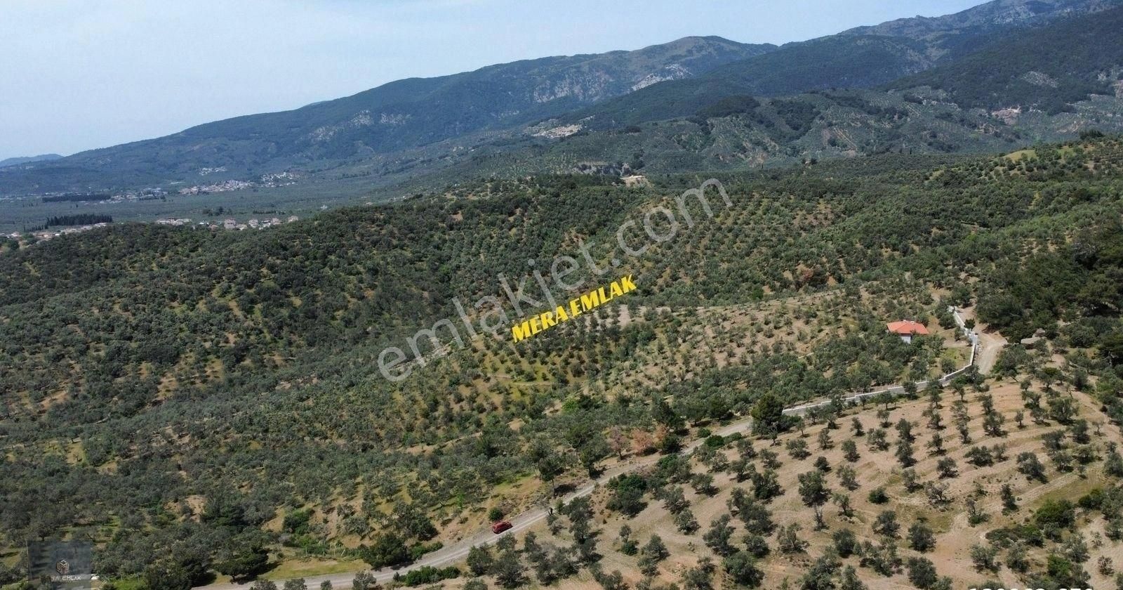 Mera Emlaktan Zeytinlide Panoramik Deniz Manz 10.000m2 Zeytinlik - Görsel 8