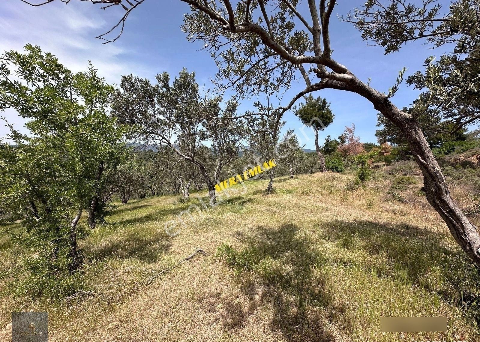 Mera Emlaktan Zeytinlide Panoramik Deniz Manz 10.000m2 Zeytinlik - Görsel 28