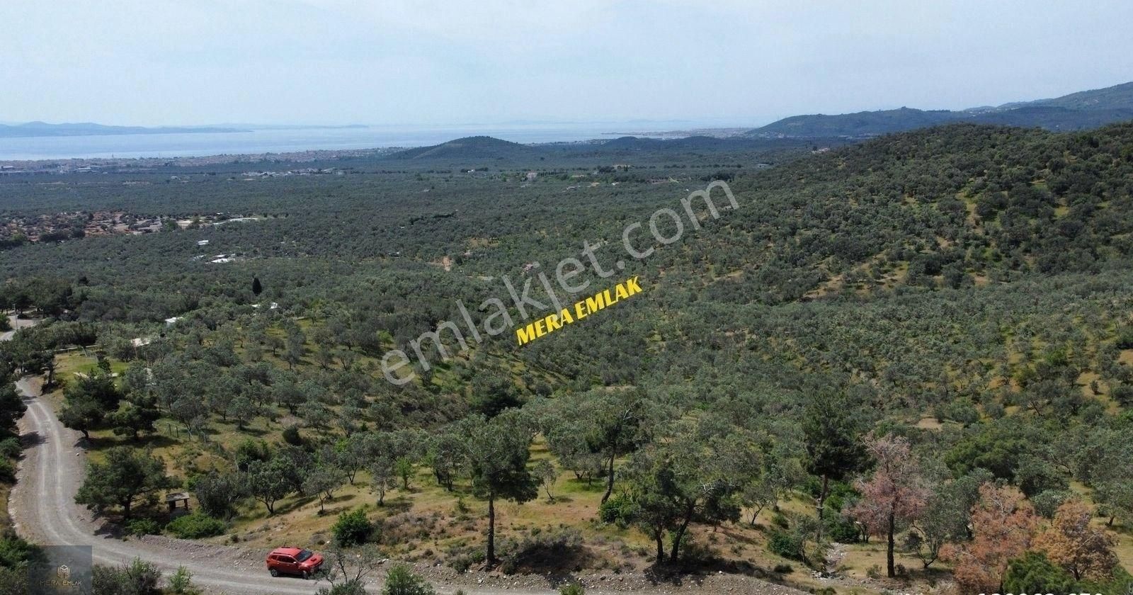 Mera Emlaktan Zeytinlide Panoramik Deniz Manz 10.000m2 Zeytinlik - Görsel 34