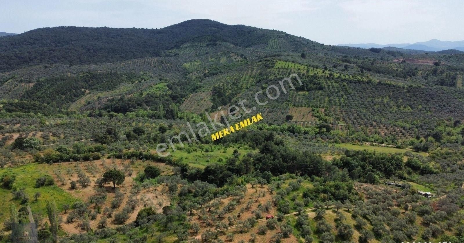 ▀▄mera Emlaktan Kazdağları Hacıarslanlar Köyü 3.550 M2 Zeytinlik - Görsel 22