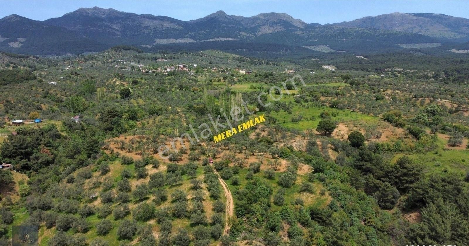 ▀▄mera Emlaktan Kazdağları Hacıarslanlar Köyü 3.550 M2 Zeytinlik - Görsel 10