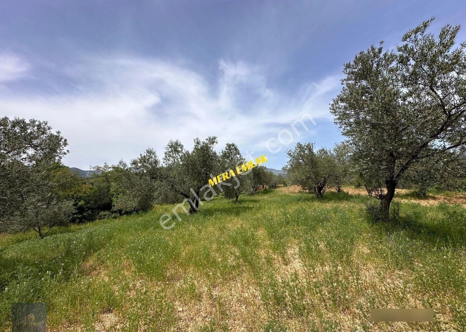 ▀▄mera Emlaktan Kazdağları Hacıarslanlar Köyü 3.550 M2 Zeytinlik - Görsel 11
