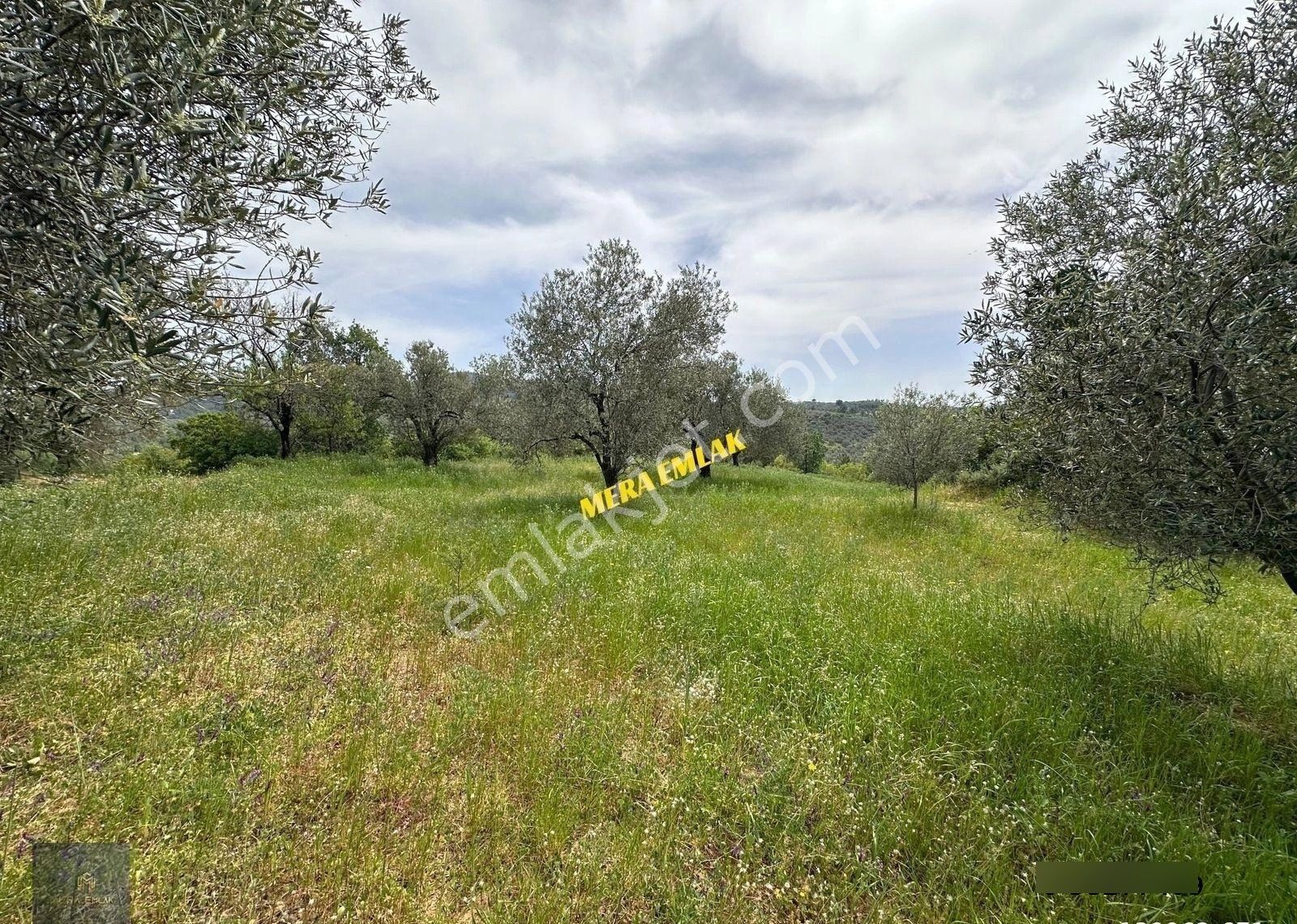 ▀▄mera Emlaktan Kazdağları Hacıarslanlar Köyü 3.550 M2 Zeytinlik - Görsel 27