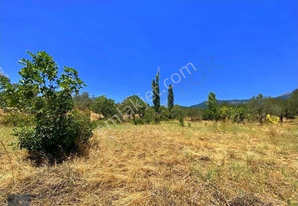 Mera Emlaktan Hacıarslanlar Köyü Asfalt Cepheli 1065m2 Zeytinlik - Görsel 19