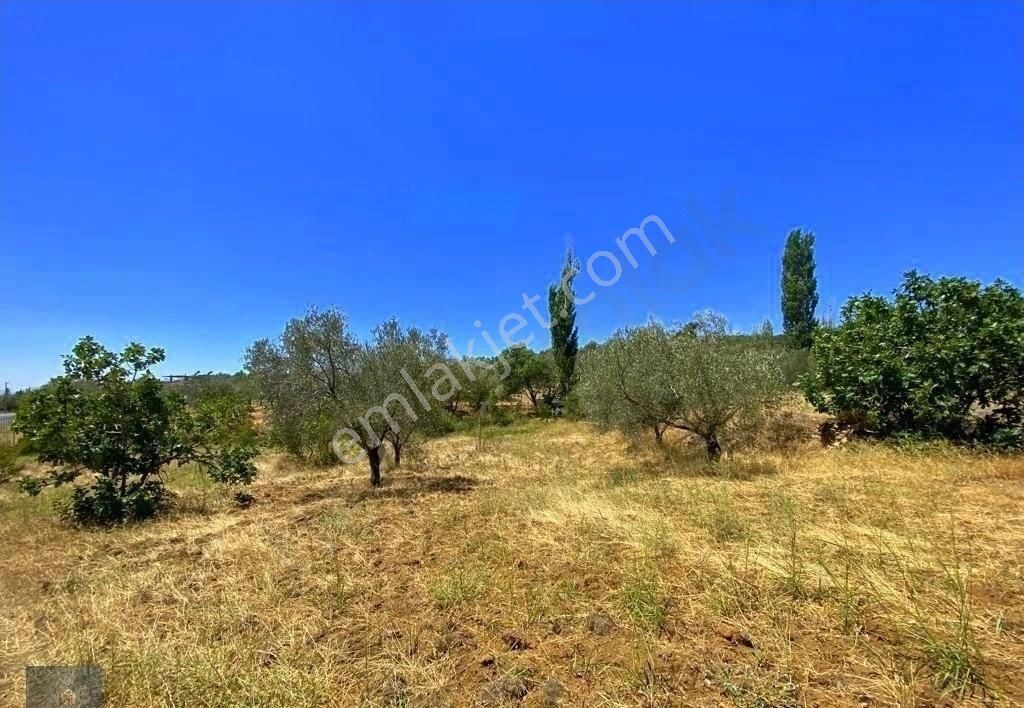 Mera Emlaktan Hacıarslanlar Köyü Asfalt Cepheli 1065m2 Zeytinlik - Görsel 33