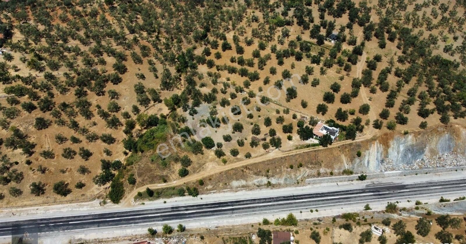 Mera Emlaktan Hacıarslanlar Köyü Asfalt Cepheli 1065m2 Zeytinlik - Görsel 23