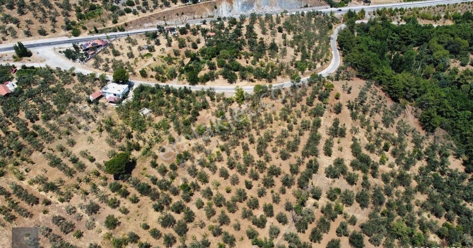 Mera Emlaktan Hacıarslanlar Köyü Asfalt Cepheli 1065m2 Zeytinlik - Görsel 28