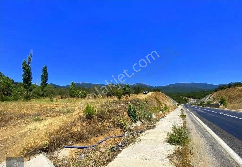 Mera Emlaktan Hacıarslanlar Köyü Asfalt Cepheli 1065m2 Zeytinlik - Görsel 8