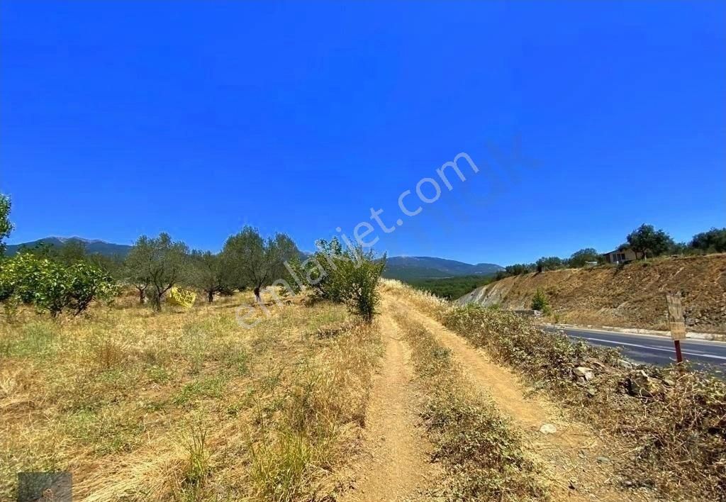 Mera Emlaktan Hacıarslanlar Köyü Asfalt Cepheli 1065m2 Zeytinlik - Görsel 29