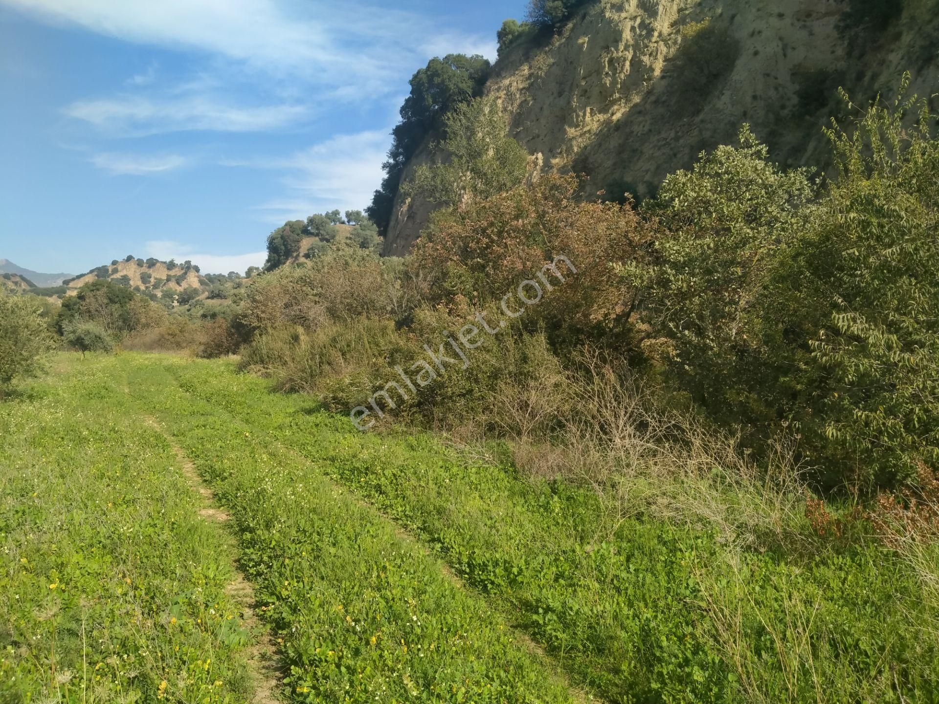 Yasin Emlatan Aydin Efeler Mah.cayyüzü Mevkinde Zeytinlik - Görsel 6