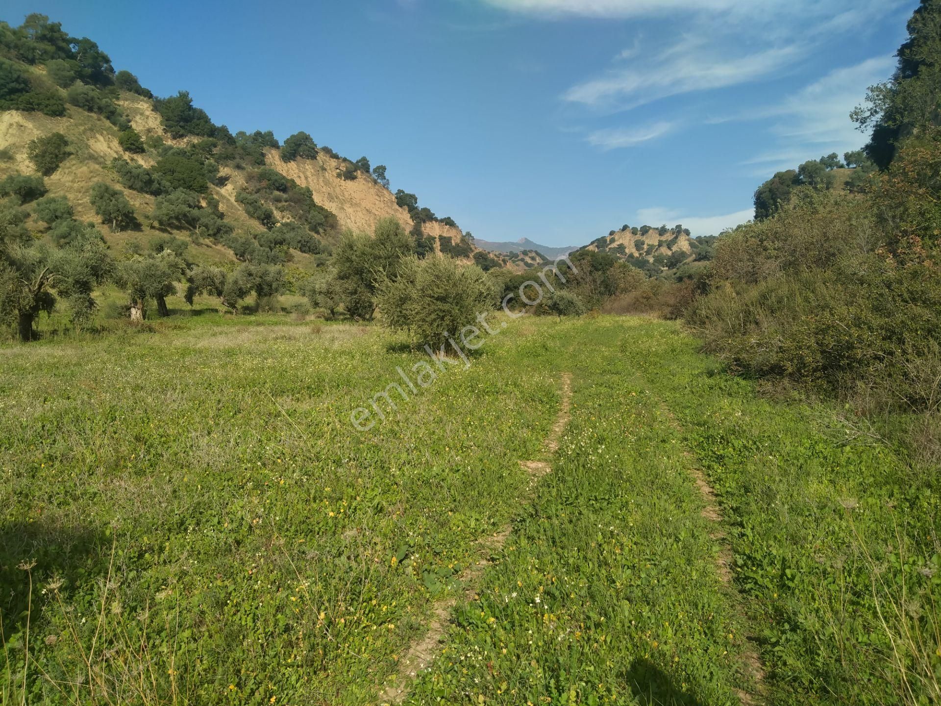Yasin Emlatan Aydin Efeler Mah.cayyüzü Mevkinde Zeytinlik - Görsel 4
