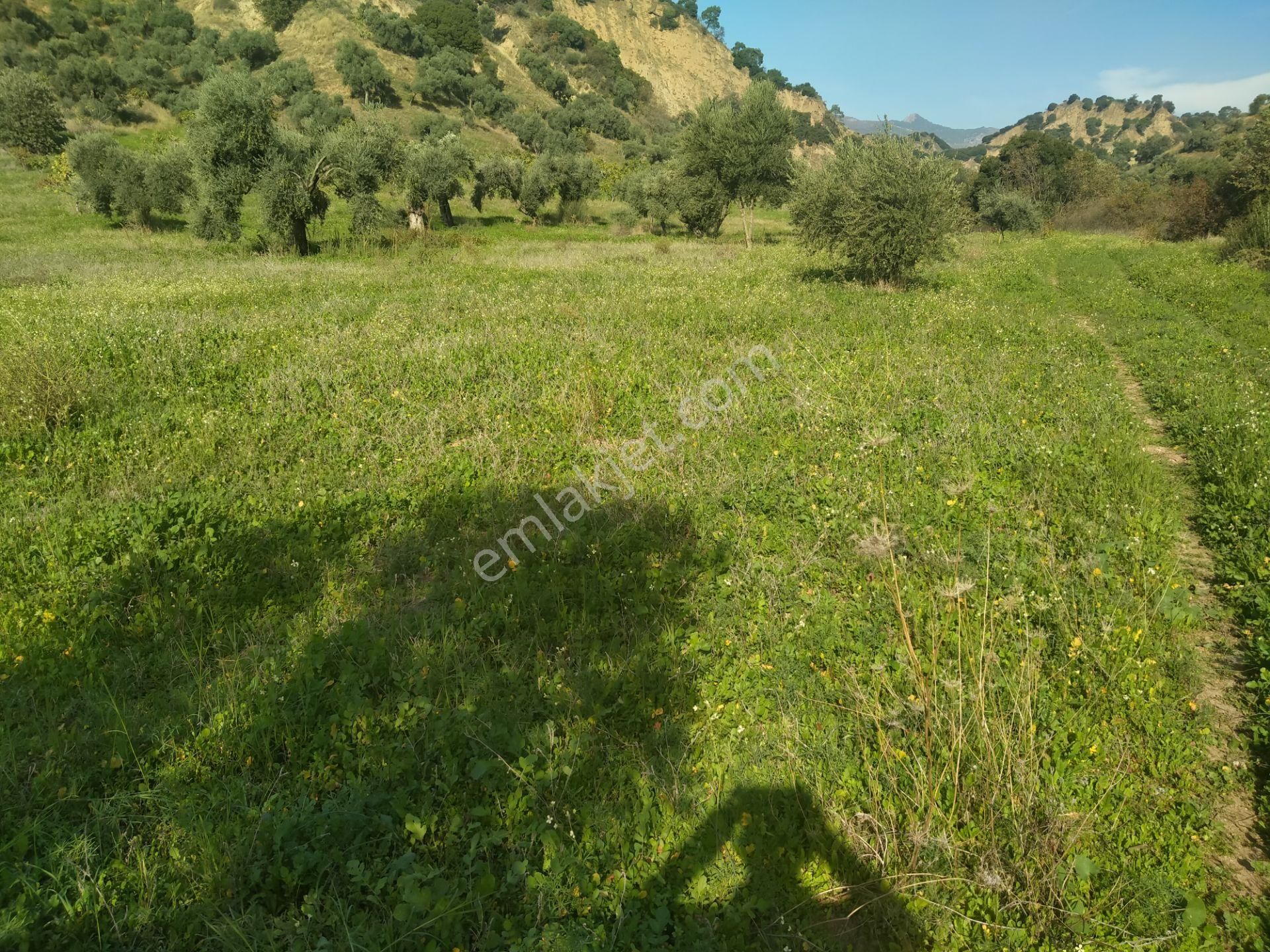 Yasin Emlatan Aydin Efeler Mah.cayyüzü Mevkinde Zeytinlik - Görsel 7