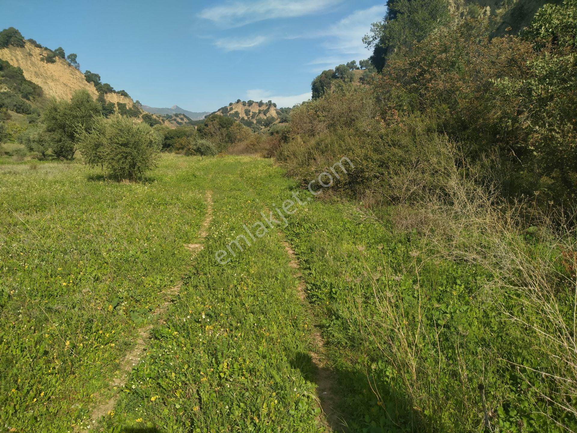 Yasin Emlatan Aydin Efeler Mah.cayyüzü Mevkinde Zeytinlik - Görsel 5