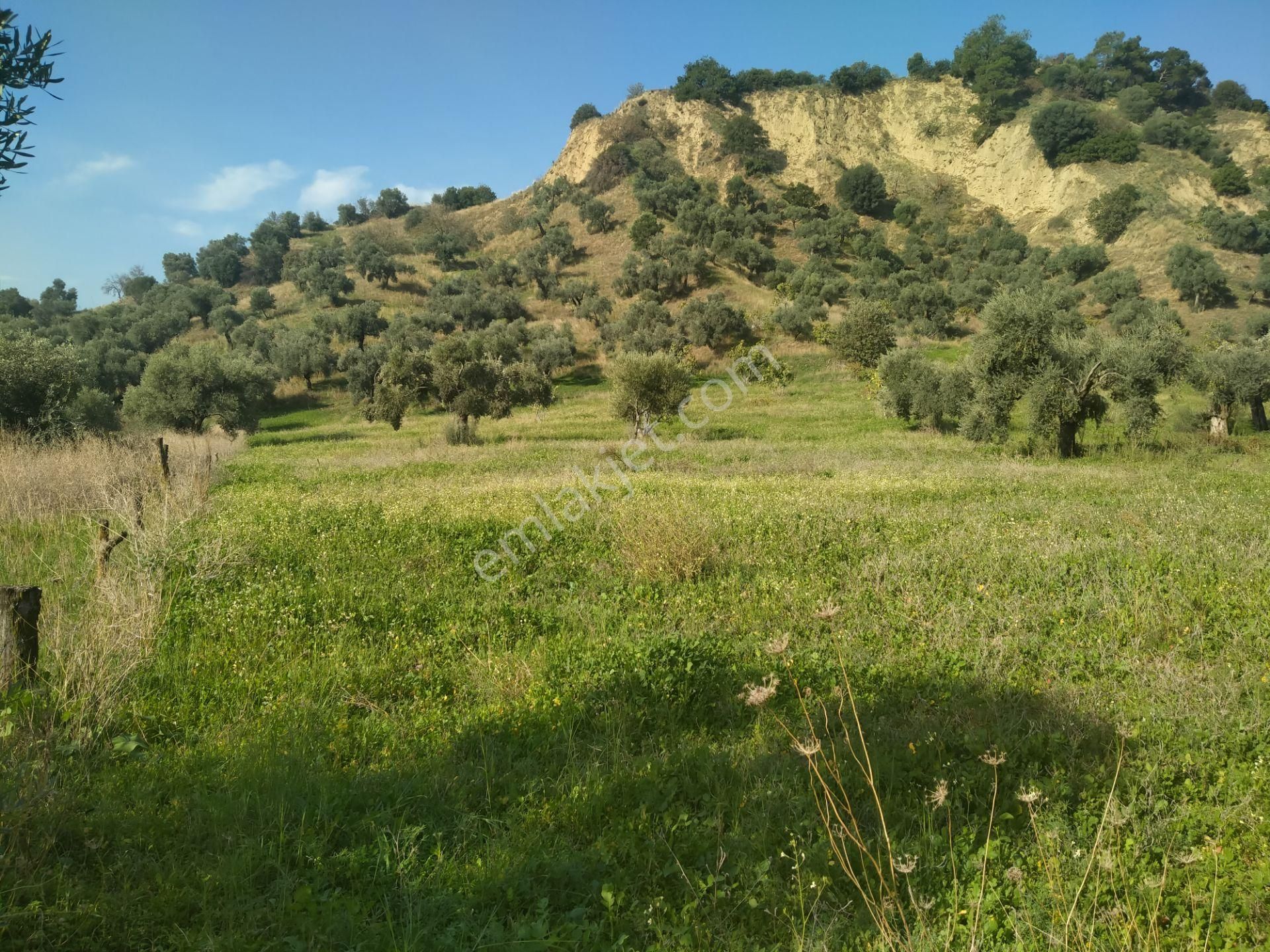 Yasin Emlatan Aydin Efeler Mah.cayyüzü Mevkinde Zeytinlik - Görsel 2