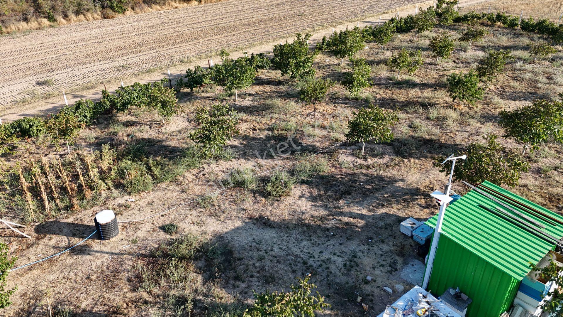 Kızılcıkdere'nin Meşhur Üzümlerinin Arasında Bal Üretim Bahçesi - Görsel 30