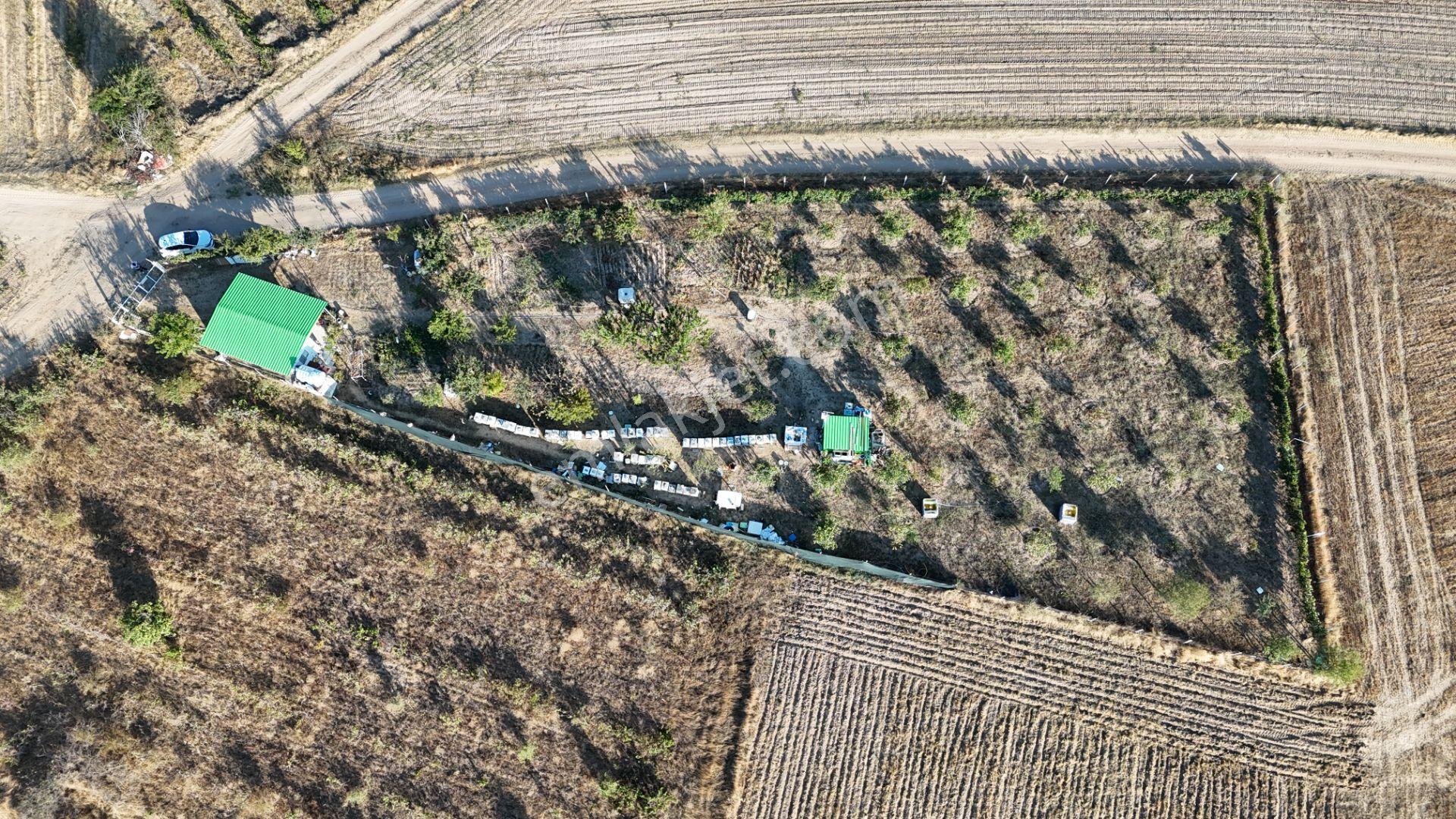 Kızılcıkdere'nin Meşhur Üzümlerinin Arasında Bal Üretim Bahçesi - Görsel 19