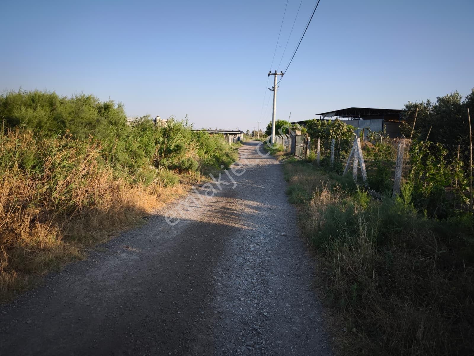 Aydın Söke Tuzburgazı Girişinde Satılık Zeytinlik - Görsel 19