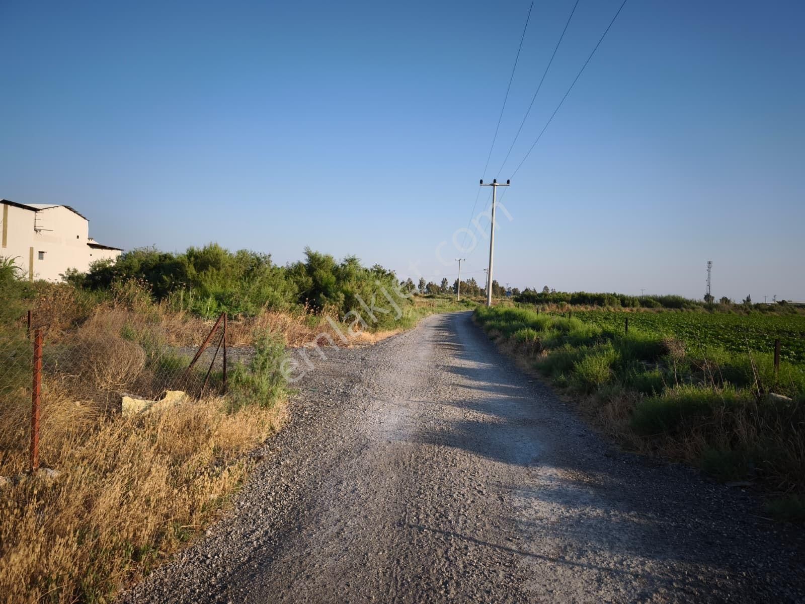 Aydın Söke Tuzburgazı Girişinde Satılık Zeytinlik - Görsel 23