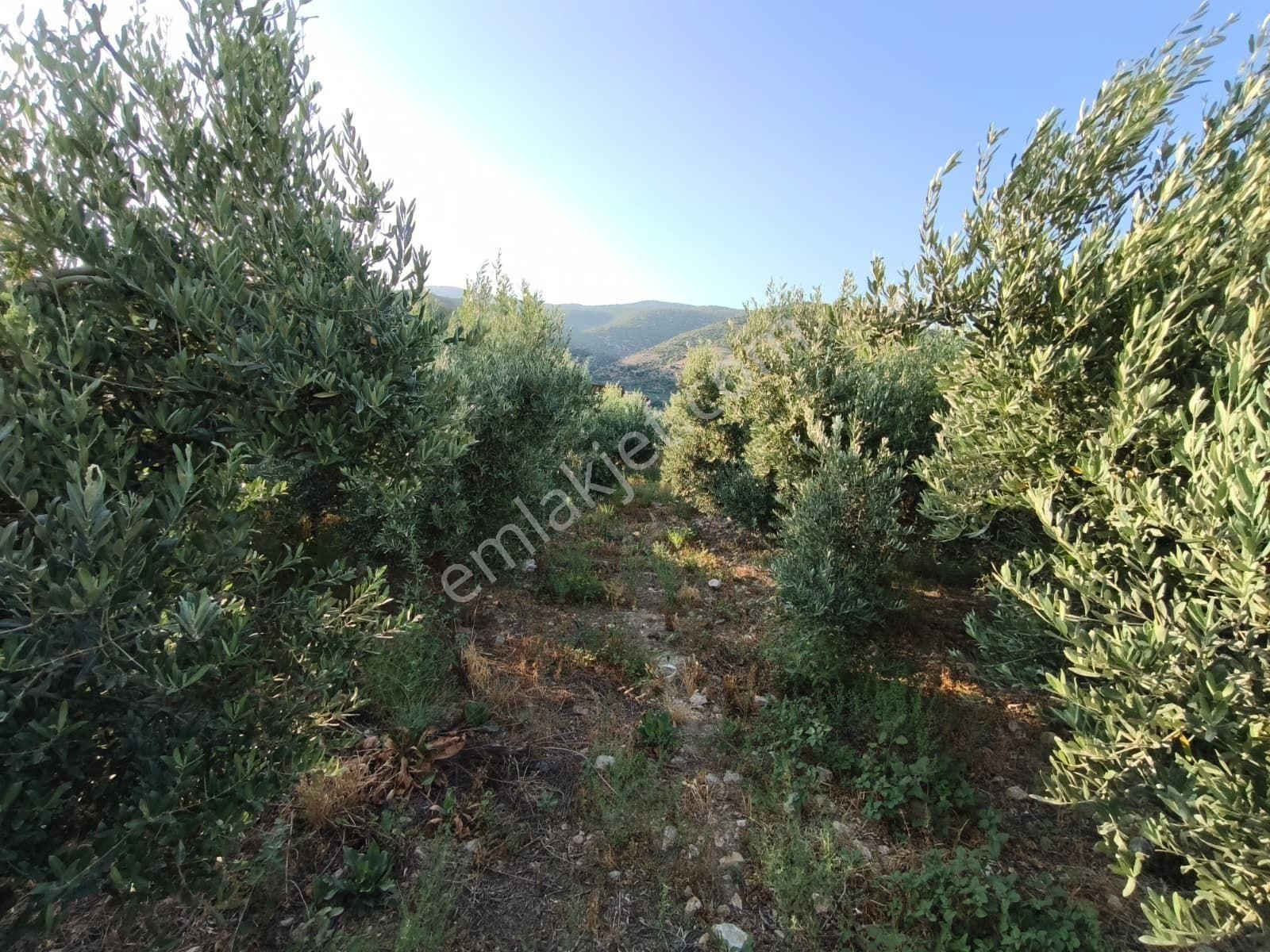 Aydın Söke Tuzburgazı Girişinde Satılık Zeytinlik - Görsel 14