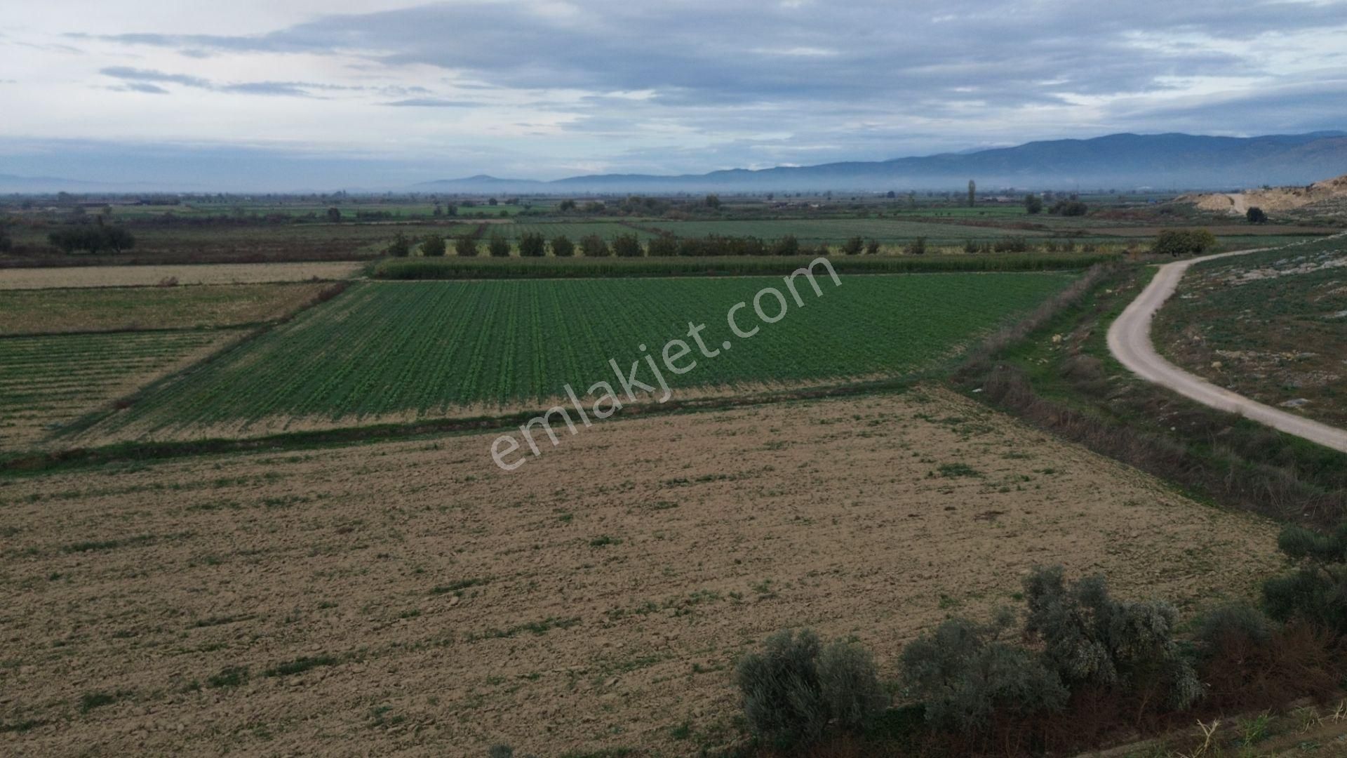 İzmir Tire Mahmutlar Mah. Satılık Fırsat Tarla.