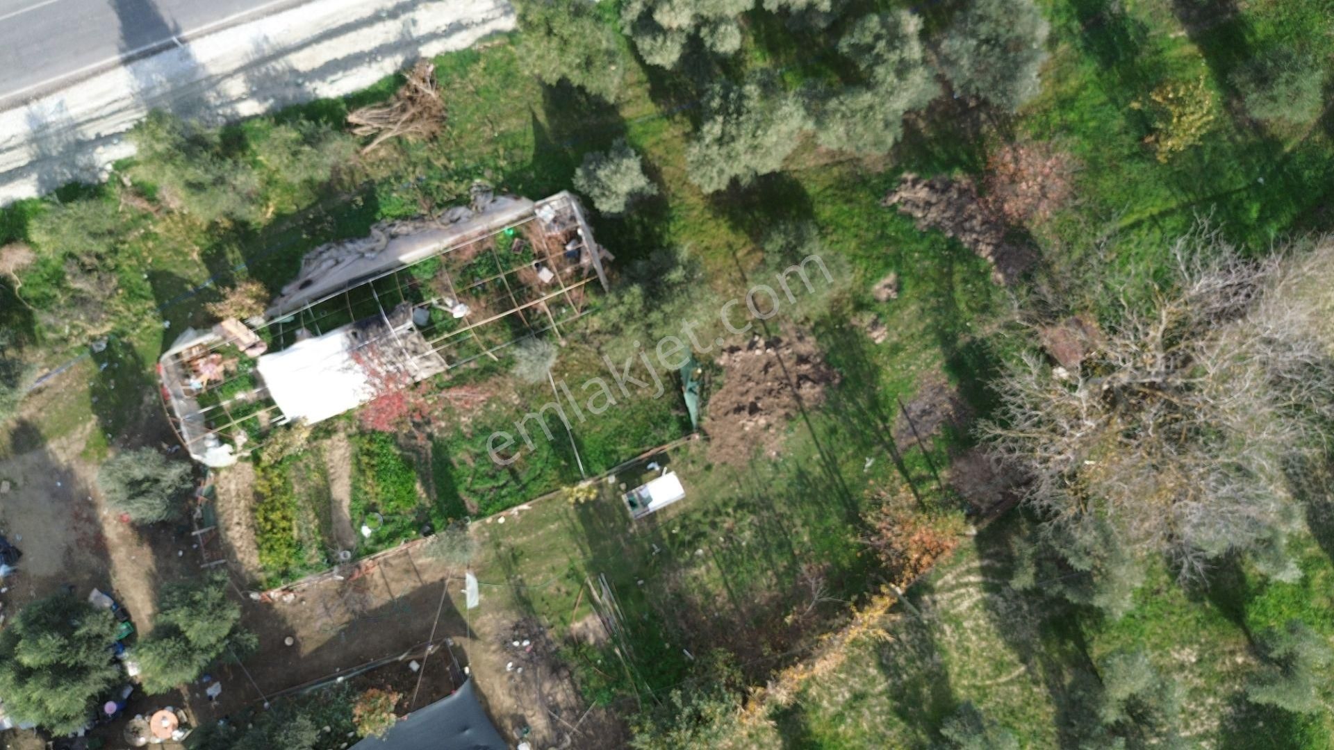 İzmir Tire Hisarlık Mah. Satılık Fırsat Zeytin Ve Meyve Bahçesi ! - Görsel 12