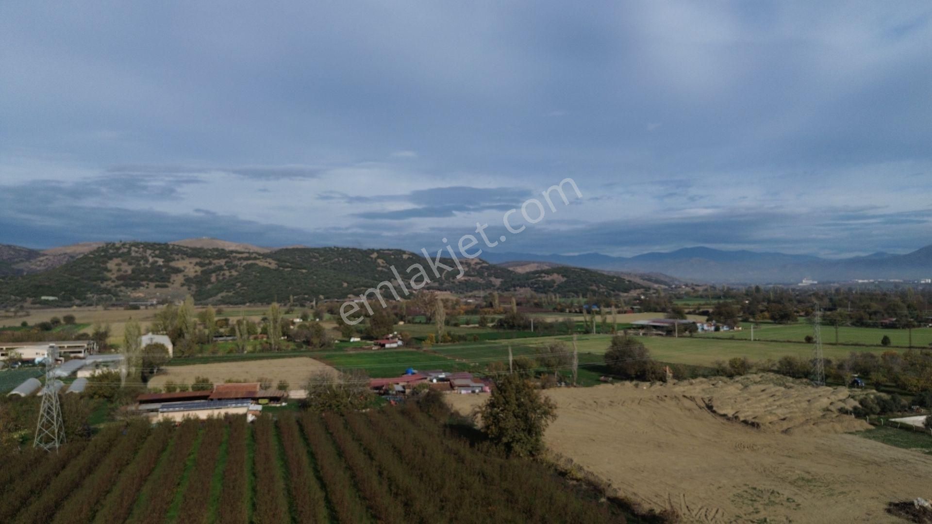 İzmir Tire Hisarlık Mah. Satılık Fırsat Zeytin Ve Meyve Bahçesi ! - Görsel 6