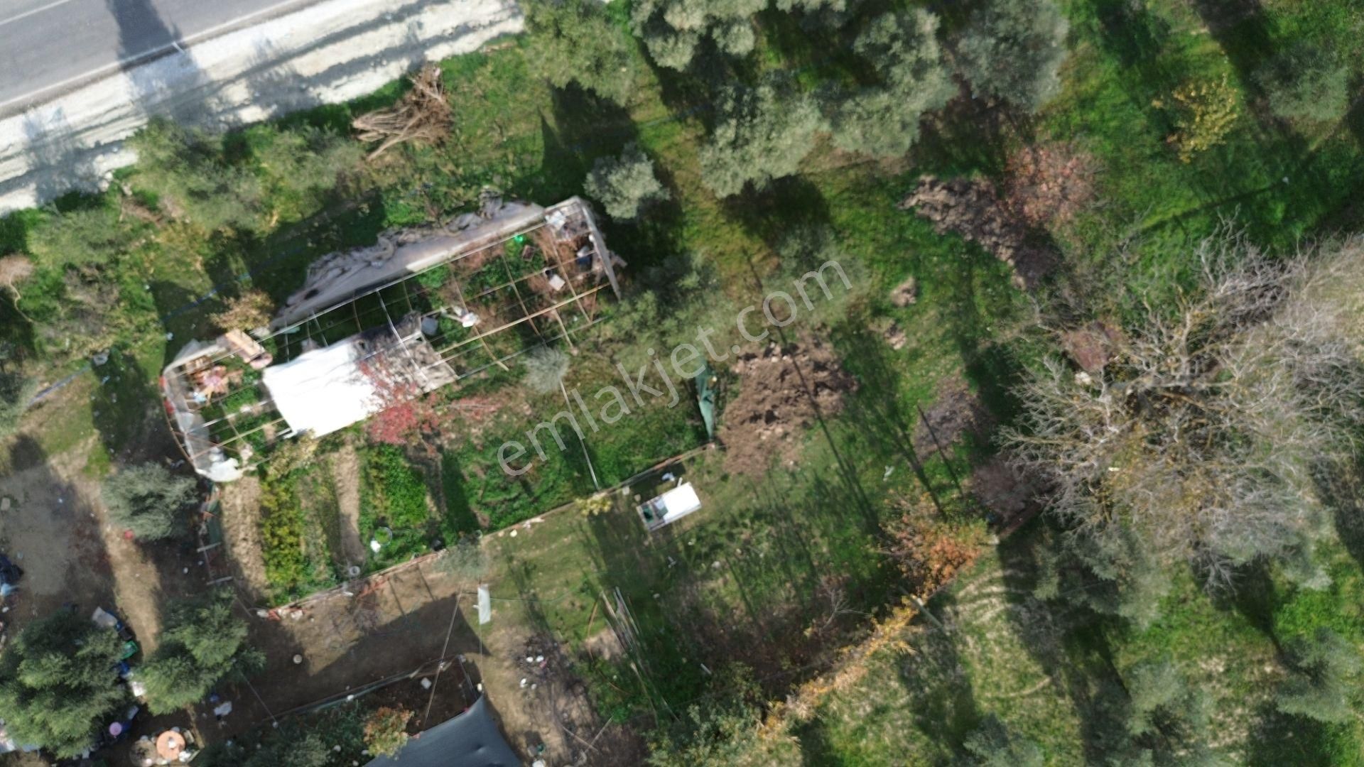 İzmir Tire Hisarlık Mah. Satılık Fırsat Zeytin Ve Meyve Bahçesi ! - Görsel 11