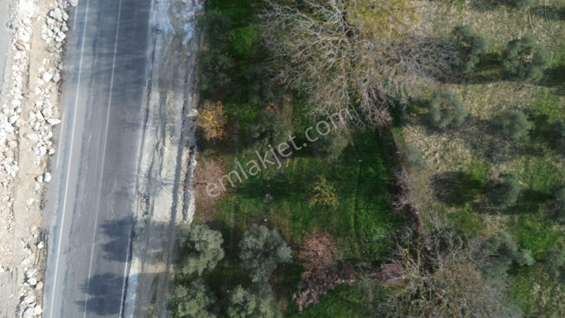 İzmir Tire Hisarlık Mah. Satılık Fırsat Zeytin Ve Meyve Bahçesi ! - Görsel 4