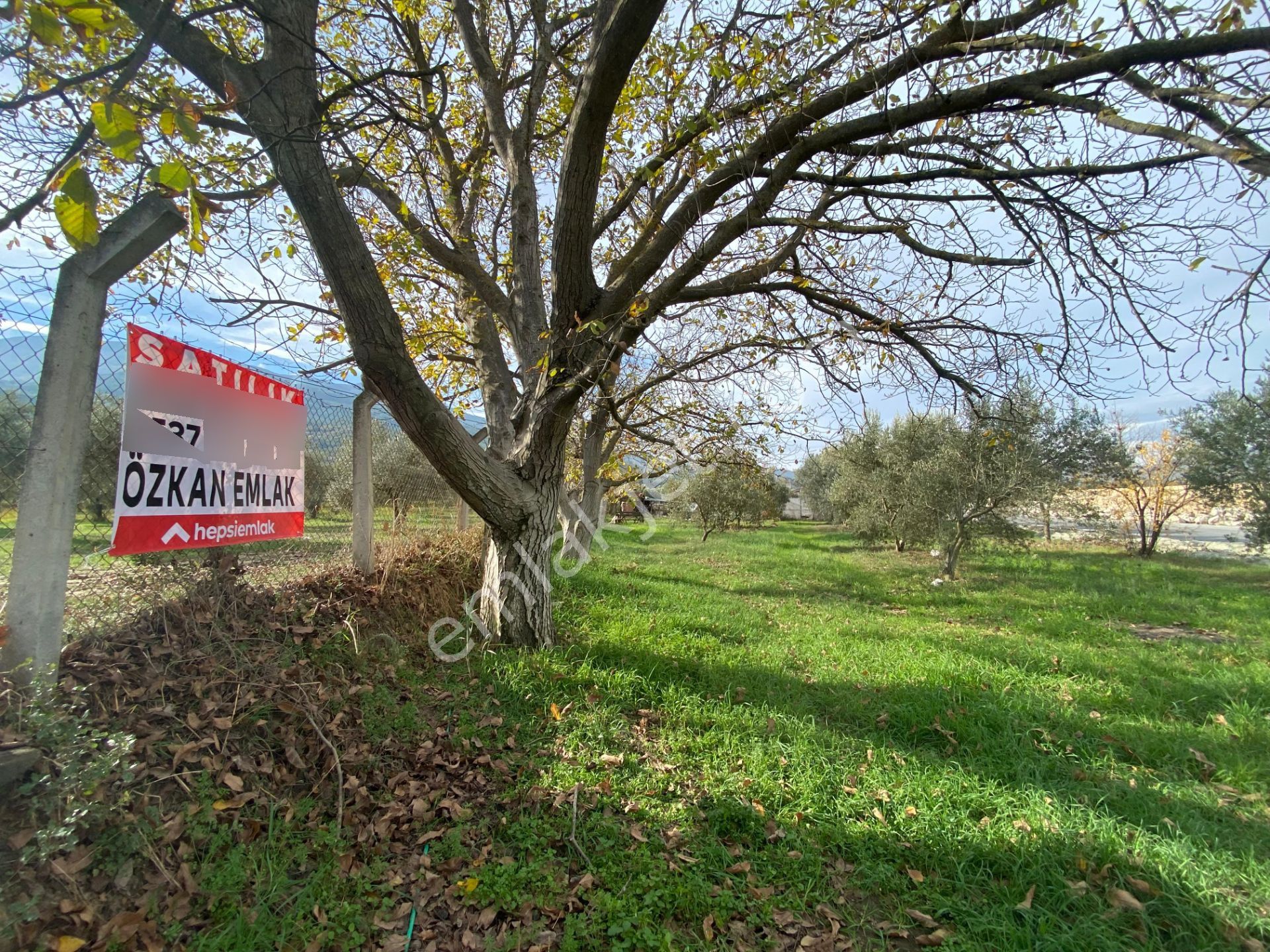 İzmir Tire Hisarlık Mah. Satılık Fırsat Zeytin Ve Meyve Bahçesi ! - Görsel 2