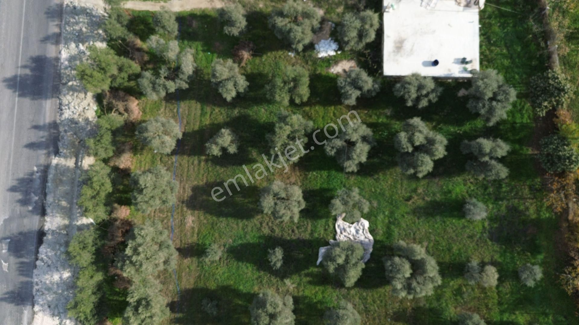İzmir Tire Hisarlık Mah. Satılık Fırsat Zeytin Ve Meyve Bahçesi ! - Görsel 3