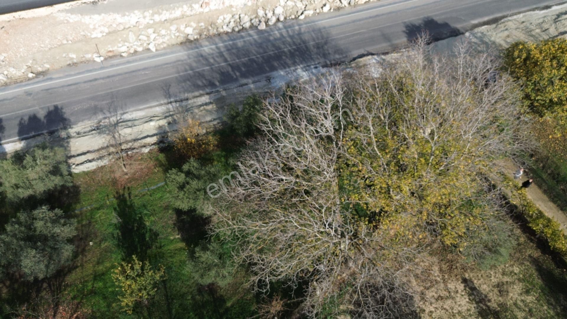 İzmir Tire Hisarlık Mah. Satılık Fırsat Zeytin Ve Meyve Bahçesi ! - Görsel 10