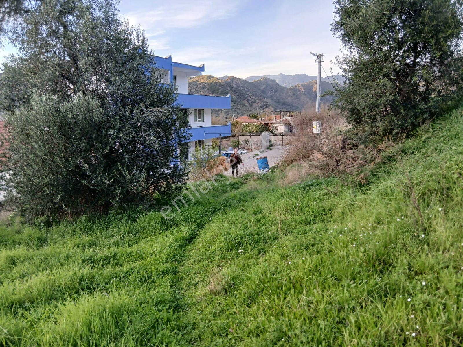 Milas Hacıahmetler Köyü'nde Kargir Ev Ve Zeytinlik - Görsel 14