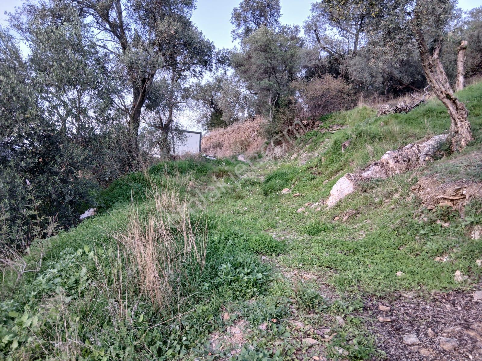 Milas Hacıahmetler Köyü'nde Kargir Ev Ve Zeytinlik - Görsel 8