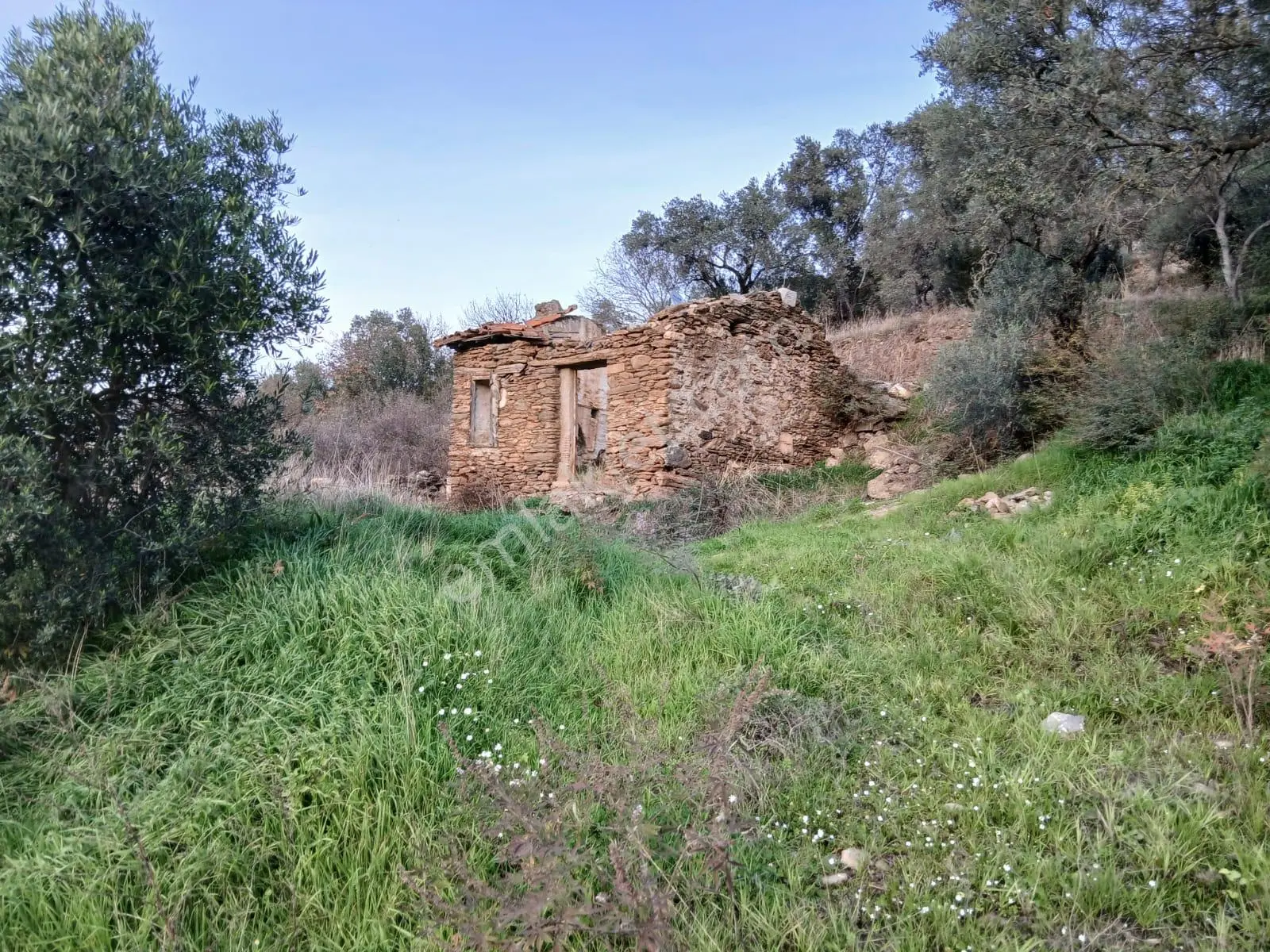 Milas Hacıahmetler Köyü'nde Kargir Ev Ve Zeytinlik - Görsel 4