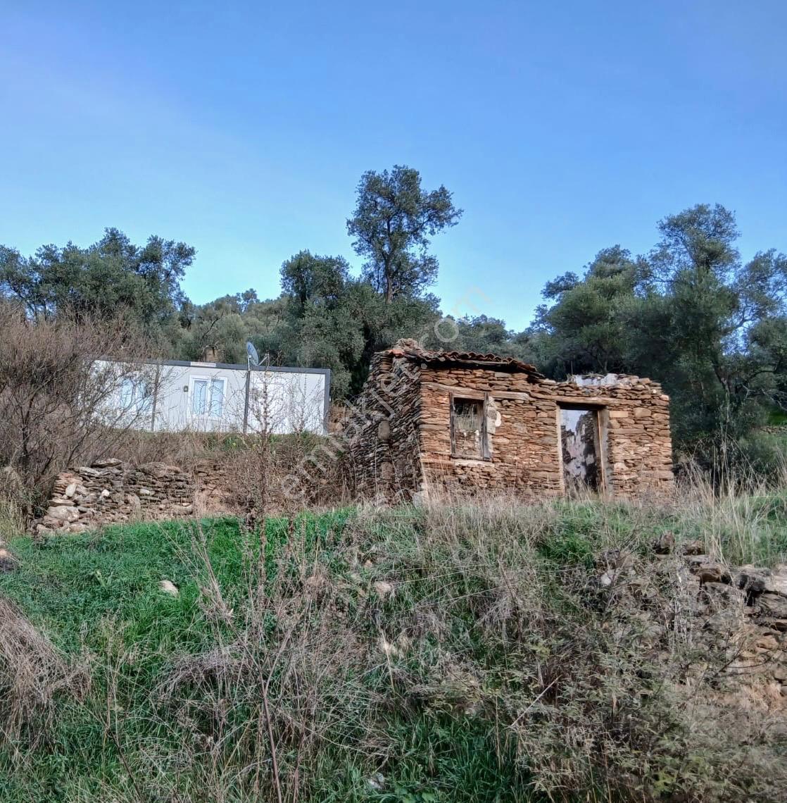 Milas Hacıahmetler Köyü'nde Kargir Ev Ve Zeytinlik