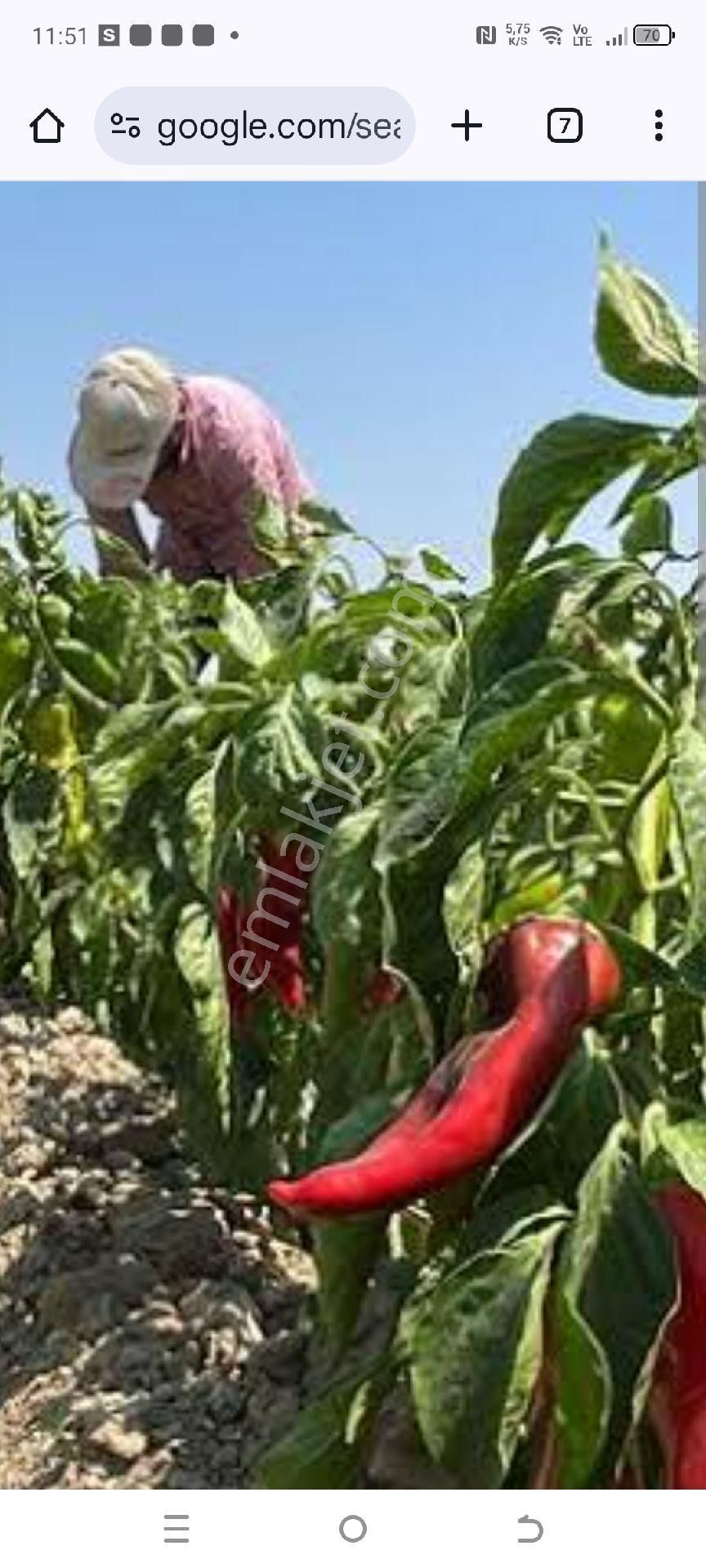 My Ekipdenbursa Karacabey Tophisardasulu Tarım Arazisi - Görsel 30