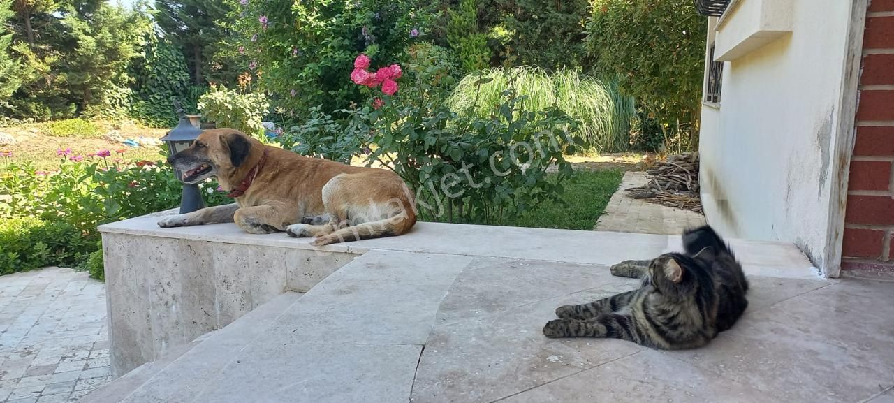 Smyrna Team’den Menderes’te Satılık 4+1 Villa, 7 Dönüm Bahçe İçinde - Görsel 34