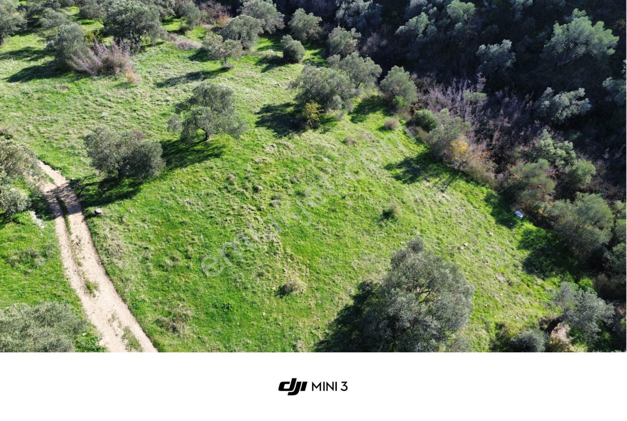 Sağancı Mahallesi Satılık 3476 M² Zeytinlik