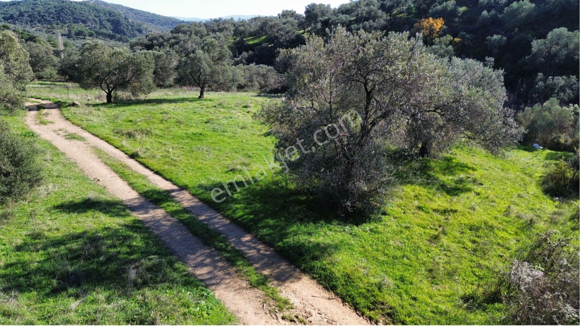 Sağancı Mahallesi Satılık 3476 M² Zeytinlik - Görsel 10
