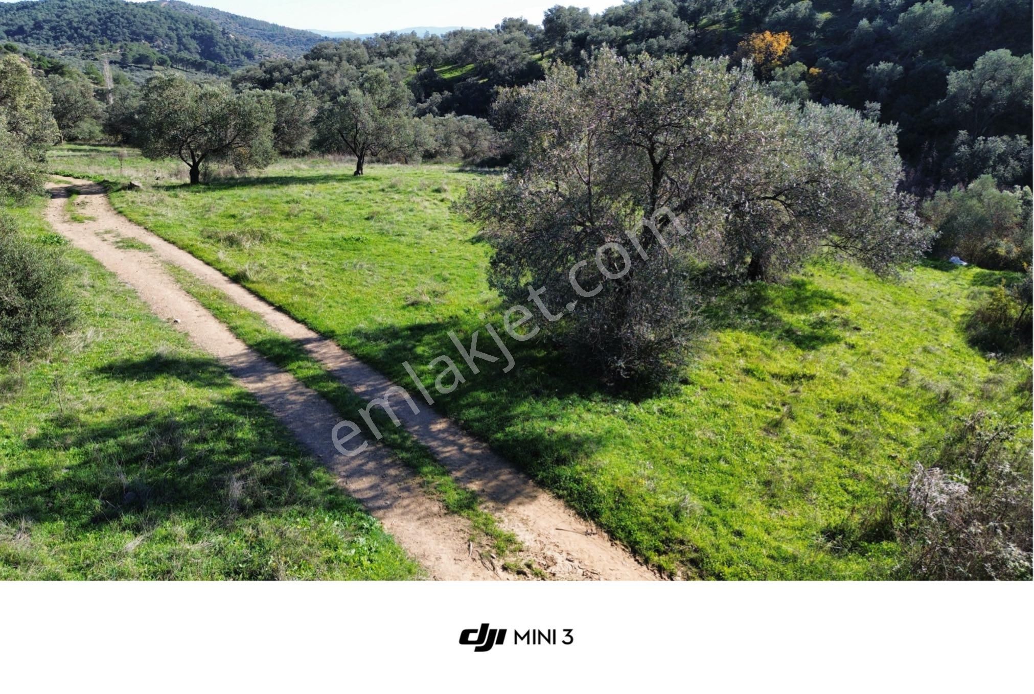 Sağancı Mahallesi Satılık 3476 M² Zeytinlik - Görsel 12