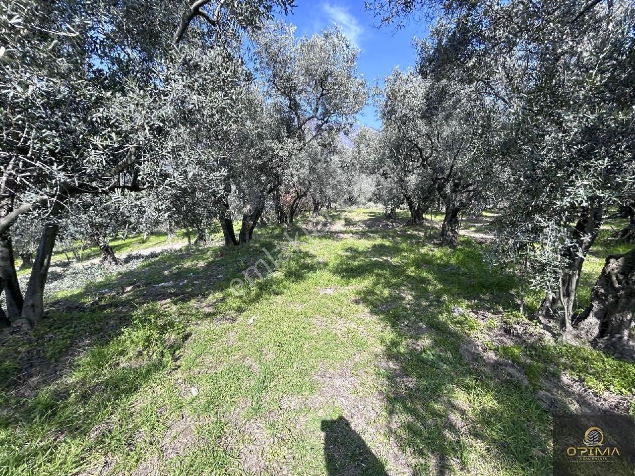 Opimadan Ocaklarda Yolu Açılmış 12.786m² Alana Sahip Zeytinlik - Görsel 24