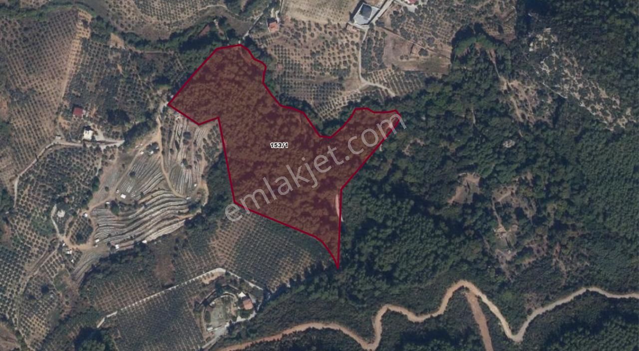 Smyrna Team’den Söke Ağaçlı’da 42.156 M2 Satılık Meyve Bahçesi