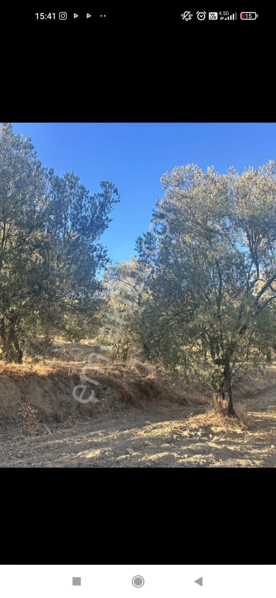 Gömeç Ulubeylerde 7.700 M2 Zeytinlik - Görsel 15