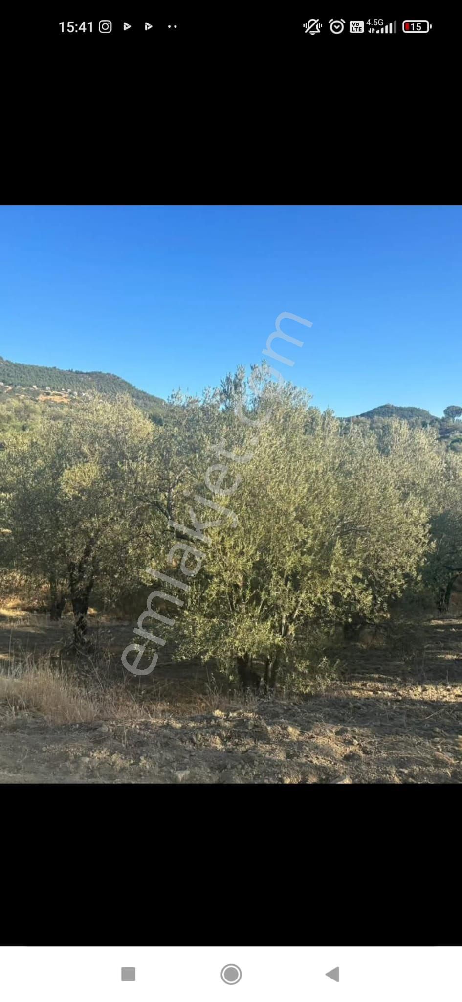 Gömeç Ulubeylerde 7.700 M2 Zeytinlik - Görsel 14